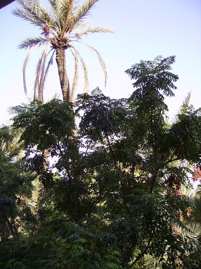Appart Avec Vue Jardin/Majorelle Marrakesh Buitenkant foto