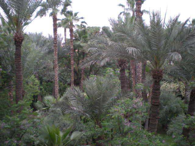 Appart Avec Vue Jardin/Majorelle Marrakesh Buitenkant foto